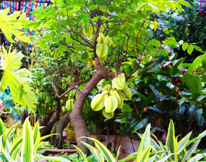 5 l&yacute; do nhiều gia đ&igrave;nh chọn trồng khế trước nh&agrave;, kh&ocirc;ng phải ai cũng biết- Ảnh 1.