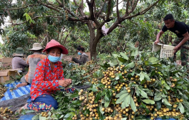 Trồng thử nh&atilde;n của Việt Nam, anh n&ocirc;ng d&acirc;n tại Bangladesh tr&uacute;ng lớn: Gi&aacute; b&aacute;n hơn 200.000 đồng/kg, mỗi năm thu hoạch 2 vụ - Ảnh 1.