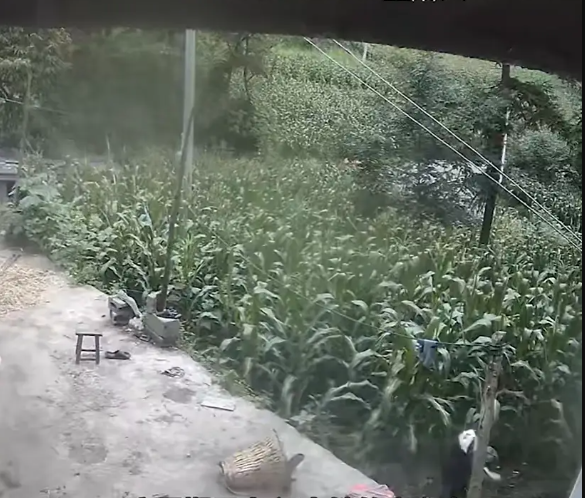 Bé trai lao vào ruộng ngô rồi biến mất khỏi camera, 6 ngày sau được tìm thấy ở nơi không ai ngờ - Ảnh 1.