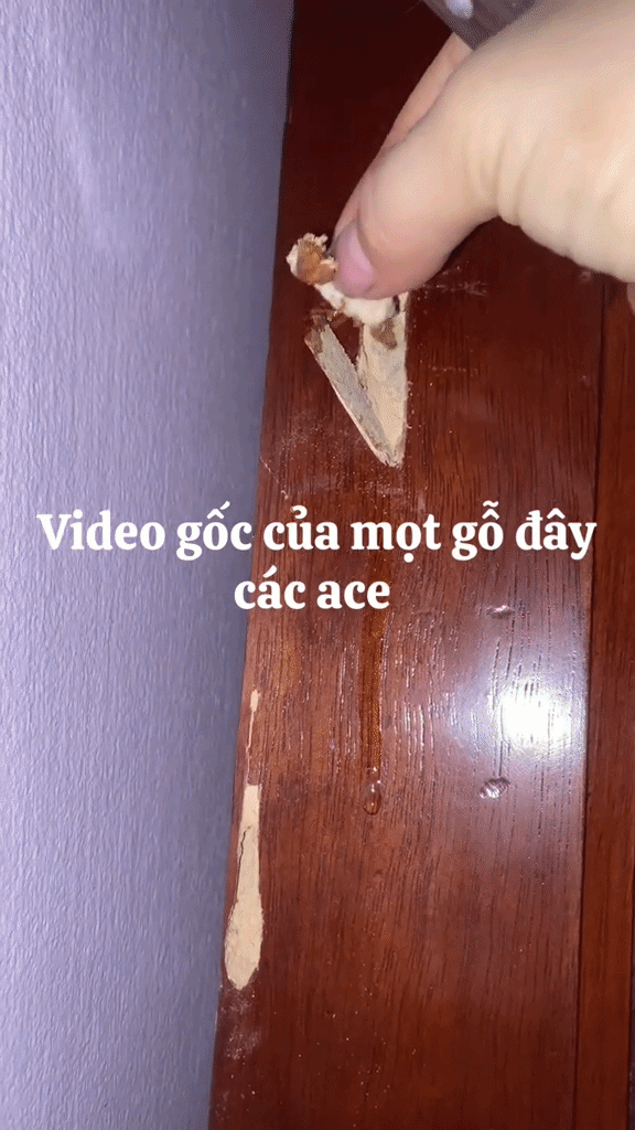 Pha bắt mọt gỗ đỉnh cao gi&uacute;p d&acirc;n t&igrave;nh được khai s&aacute;ng: Ho&aacute; ra sinh vật n&agrave;y c&oacute; h&igrave;nh th&ugrave; kh&ocirc;ng như ch&uacute;ng ta tưởng - Ảnh 1.