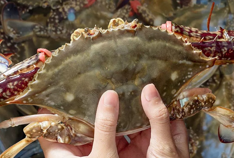 5 loại cua nguy hiểm kh&ocirc;ng n&ecirc;n mua - Ảnh 3.