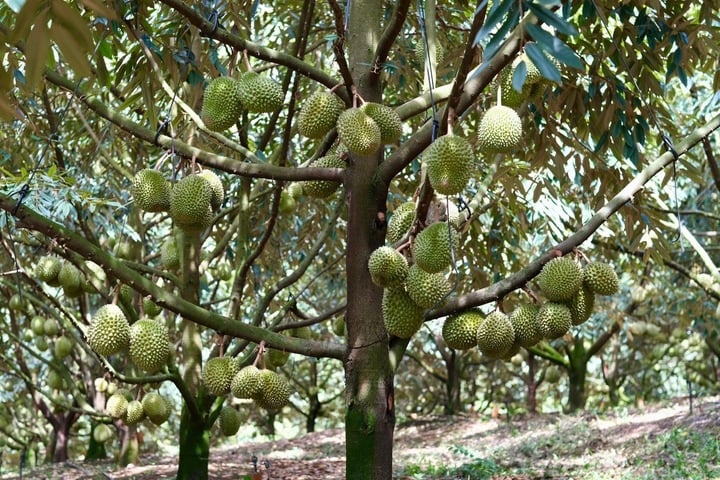  - Ảnh 6.