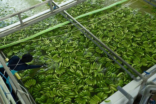 'Trái cây hạnh phúc' của Việt Nam được người Trung Quốc, Nhật Bản cực mê, hàng loạt đại gia chạy đua mở rộng diện tích - Ảnh 1. 'Trái cây hạnh phúc' của Việt Nam được người Trung Quốc, Nhật Bản cực mê, hàng loạt đại gia chạy đua mở rộng diện tích - Ảnh 1.