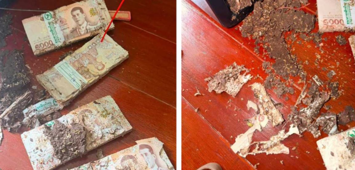 Cất tiền trong k&eacute;t sắt, người phụ nữ "su&yacute;t ngất" trước cảnh tượng đ&aacute;ng sợ b&ecirc;n trong - Ảnh 2.