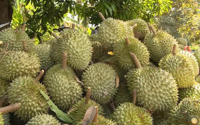 Dự b&aacute;o xuất khẩu sầu ri&ecirc;ng vượt 4 tỷ USD - Ảnh 1.