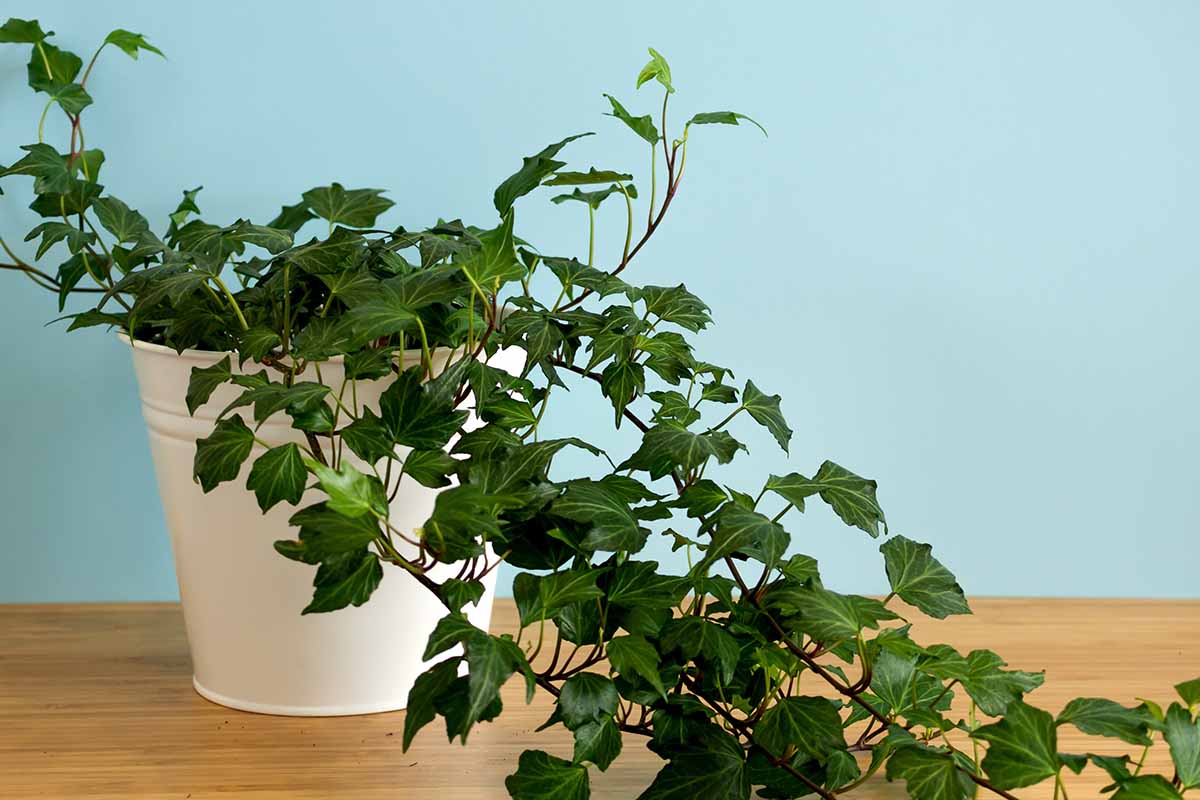 10 loại c&acirc;y lọc kh&ocirc;ng kh&iacute; tốt nhất - Ảnh 4.