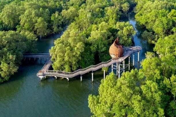 &Ocirc;ng Phạm Nhật Vượng x&acirc;y c&ocirc;ng vi&ecirc;n c&acirc;u c&aacute; rừng ngập mặn 660 ha rộng gấp 3 lần ở Singapore - Ảnh 5.