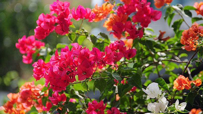 L&yacute; do nhiều người trồng hoa giấy trước nh&agrave; nhưng kh&ocirc;ng đặt trong ph&ograve;ng - Ảnh 1.