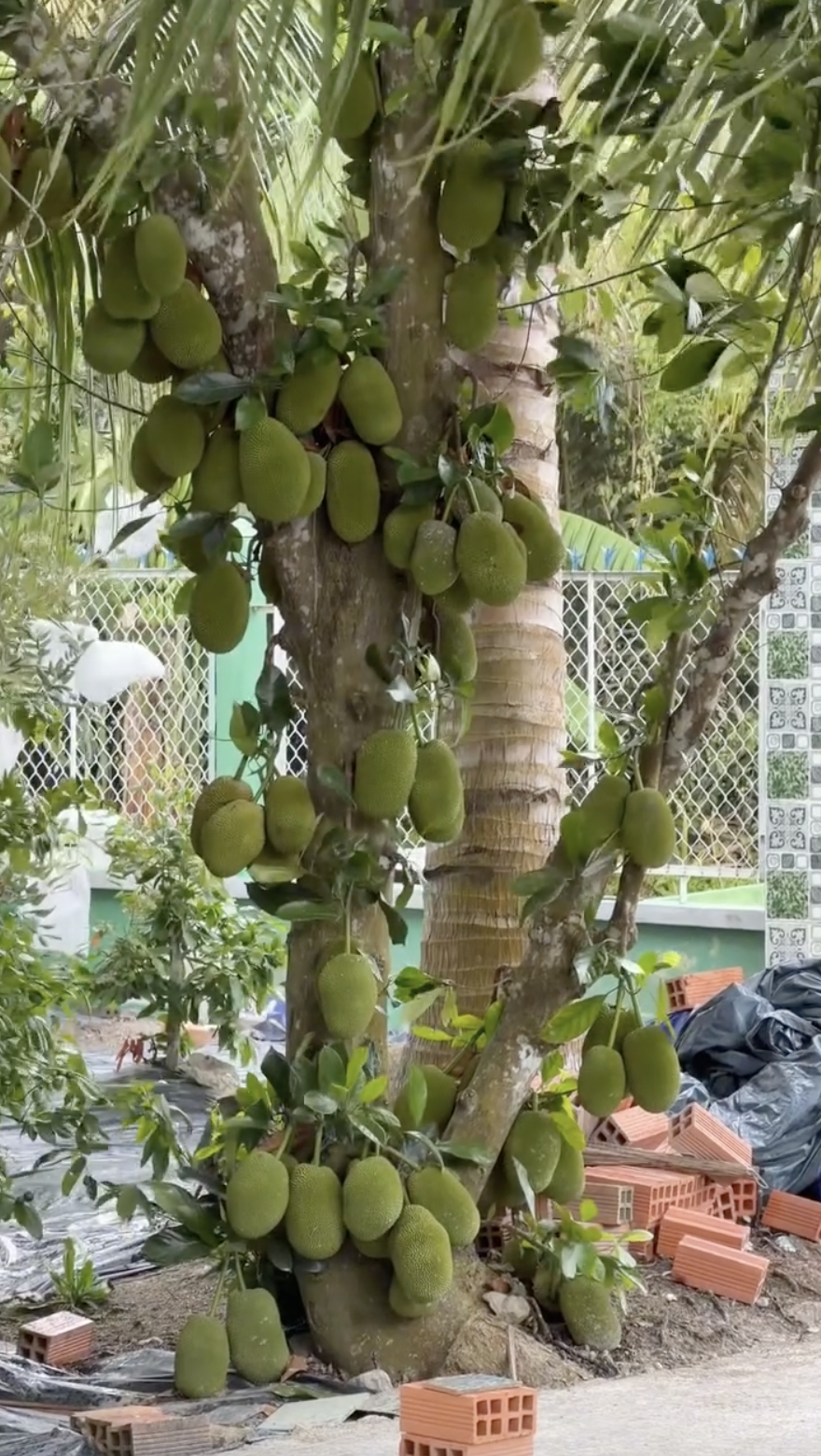 Căn nh&agrave; ở qu&ecirc; của Kiều Ti&ecirc;n- Ảnh 5.