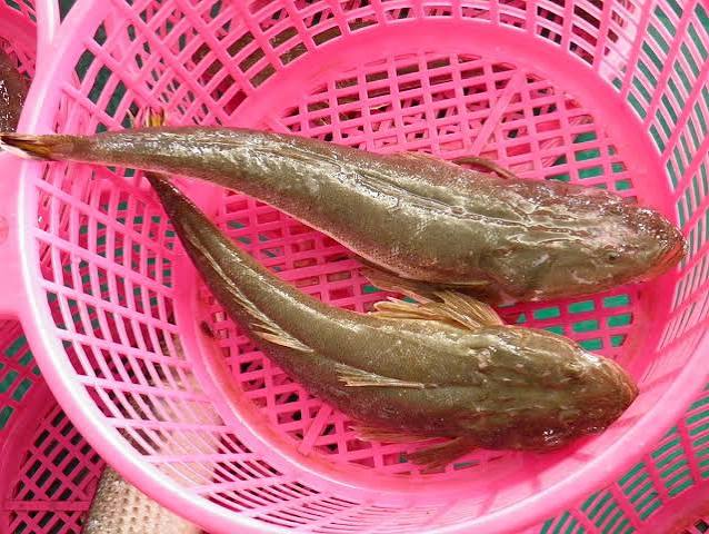 Người bán cá tiết lộ: 6 loại cá biển giá bình dân, người không biết hay bỏ qua, người sành lại thích mua - Ảnh 1. Người bán cá tiết lộ: 6 loại cá biển giá bình dân, người không biết hay bỏ qua, người sành lại thích mua - Ảnh 1.