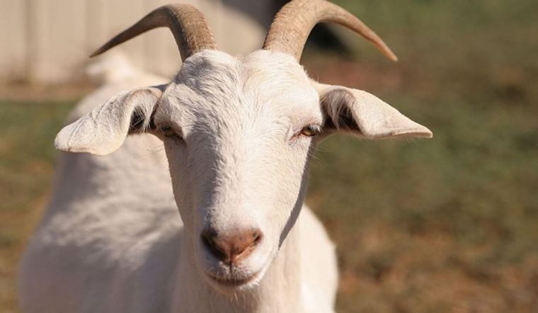 T&agrave;i vận sau tuổi 40 của 12 con gi&aacute;p: 3 con gi&aacute;p c&agrave;ng lớn c&agrave;ng c&oacute; của, 1 con gi&aacute;p cần thay đổi c&aacute;ch quản l&yacute; tiền - Ảnh 3.