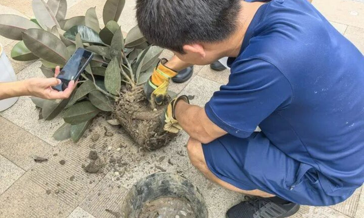 Mua chậu c&acirc;y cảnh v&agrave; sự thật kinh h&atilde;i - Ảnh 1.