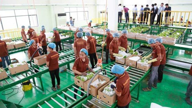 Trung Quốc gom mua gần hết một loại đặc sản, nhiều người d&acirc;n Campuchia đổi đời, rủng rỉnh tiền mua đất - Ảnh 1.