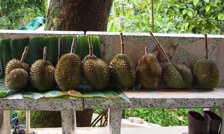 Sầu ri&ecirc;ng đắt nhất thế giới 1,2 tỷ đồng/quả c&oacute; g&igrave; đặc biệt? - Ảnh 11.