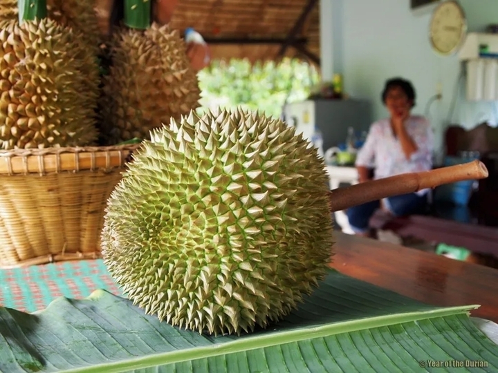 Sầu ri&ecirc;ng đắt nhất thế giới 1,2 tỷ đồng/quả c&oacute; g&igrave; đặc biệt? - Ảnh 5.