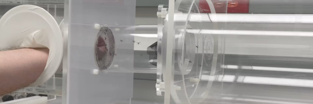 Lý do bị muỗi đốt: Tại sao bạn lại trở thành món ăn yêu thích của muỗi? - Ảnh 2. Lý do bị muỗi đốt: Tại sao bạn lại trở thành món ăn yêu thích của muỗi? - Ảnh 2.