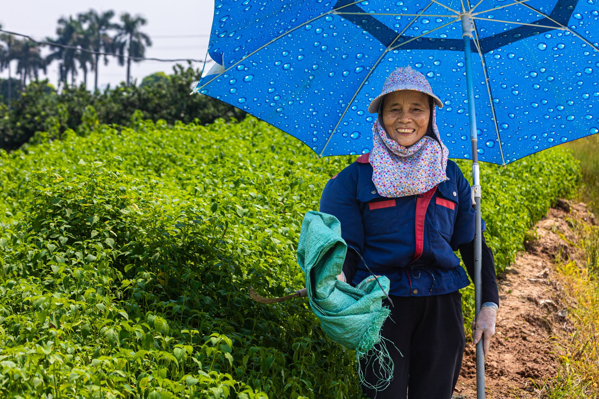 To&agrave;n cảnh dự &aacute;n c&ocirc;ng vi&ecirc;n c&ocirc;ng nghệ trị gi&aacute; 2 tỷ USD của FPT: Rộng gấp 2 lần phố cổ H&agrave; Nội, sẽ l&agrave; nơi l&agrave;m việc của 75.000 người - Ảnh 14.