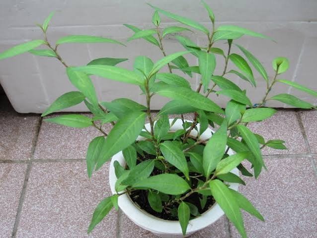 - Ảnh 1.