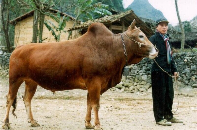 Việt Nam sở hữu một 'kho b&aacute;u' giữa n&uacute;i rừng T&acirc;y Bắc, gi&aacute; hơn 1,2 triệu đồng/kg, chuẩn bị cạnh tranh Wagyu - Ảnh 2.