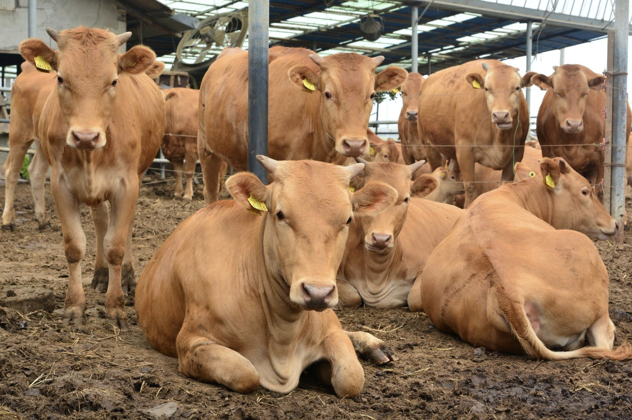 Việt Nam ph&aacute;t triển giống b&ograve; H &rsquo; M&ocirc;ng cao cấp , hướng tới thịt b&ograve; chất lượng như Wagyu - Ảnh 6.