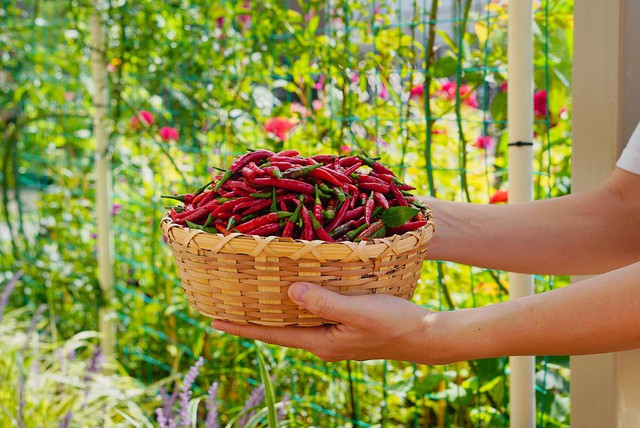 Lời khuy&ecirc;n cho gia đ&igrave;nh trồng c&acirc;y ớt an to&agrave;n v&agrave; hiệu quả tại nh&agrave; - Ảnh 5.
