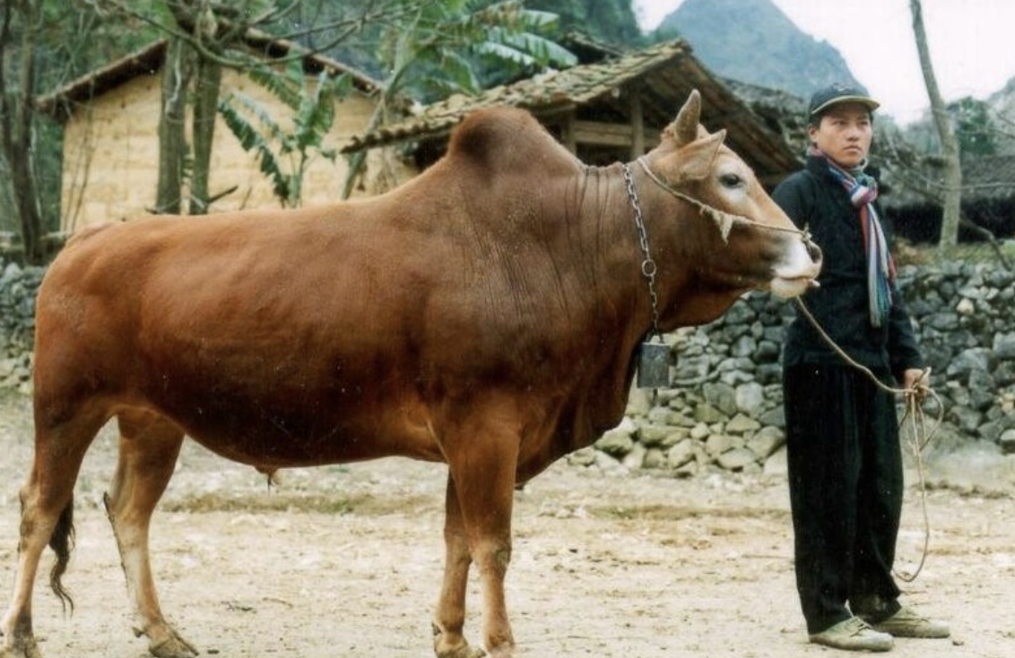 Việt Nam ph&aacute;t triển giống b&ograve; H &rsquo; M&ocirc;ng cao cấp , hướng tới thịt b&ograve; chất lượng như Wagyu - Ảnh 8.