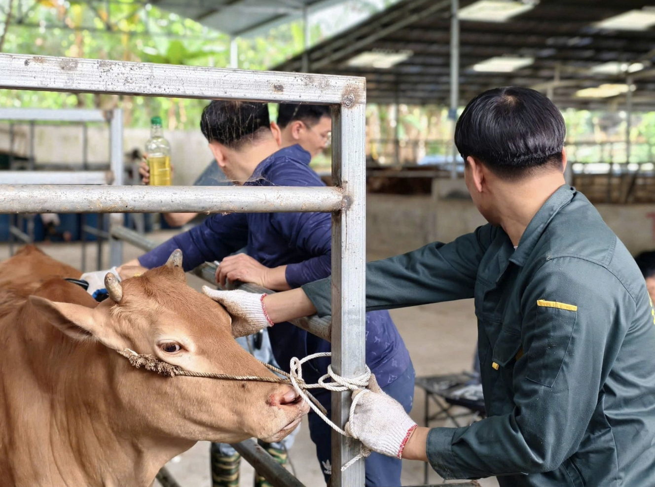 Việt Nam ph&aacute;t triển giống b&ograve; H &rsquo; M&ocirc;ng cao cấp , hướng tới thịt b&ograve; chất lượng như Wagyu - Ảnh 3.