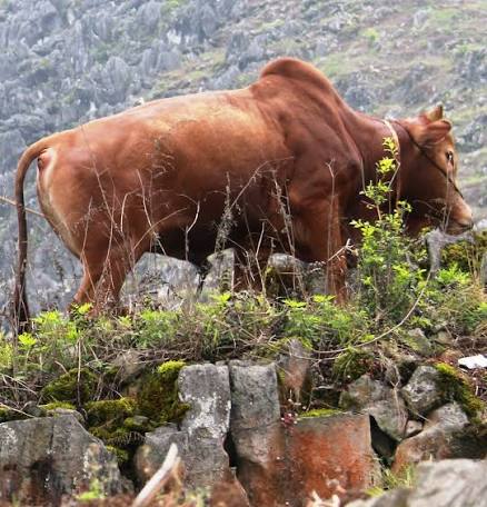 Việt Nam ph&aacute;t triển giống b&ograve; H &rsquo; M&ocirc;ng cao cấp , hướng tới thịt b&ograve; chất lượng như Wagyu - Ảnh 4.