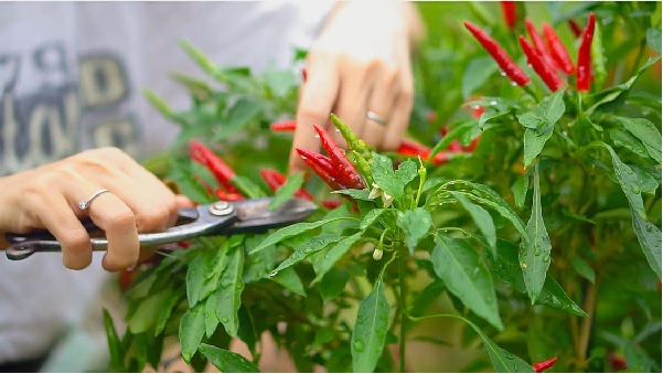 Lời khuy&ecirc;n cho gia đ&igrave;nh trồng c&acirc;y ớt an to&agrave;n v&agrave; hiệu quả tại nh&agrave; - Ảnh 3.