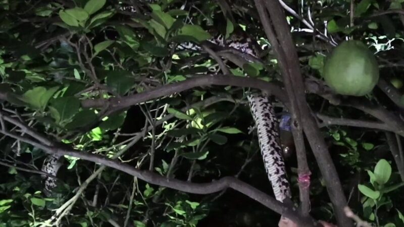 25 con g&agrave; lần lượt biến mất trong 1 tuần kh&ocirc;ng r&otilde; nguy&ecirc;n nh&acirc;n - Ảnh 2.