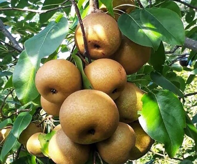 L&ecirc; n&acirc;u T&acirc;y Bắc: Quả đặc sản gi&ograve;n ngọt , mọng nước tuyệt vời cho sức khỏe - Ảnh 1.