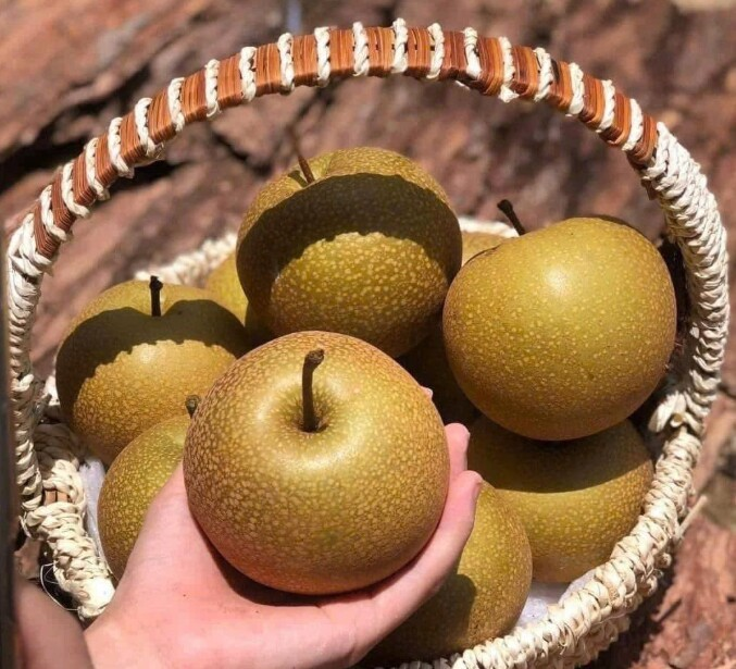 L&ecirc; n&acirc;u T&acirc;y Bắc: Quả đặc sản gi&ograve;n ngọt , mọng nước tuyệt vời cho sức khỏe - Ảnh 3.