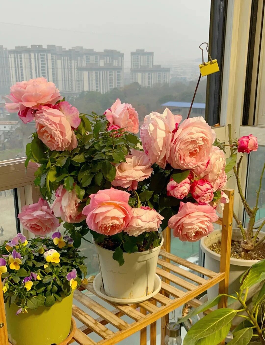 Căn nhà nhỏ của cụ bà 92 tuổi: Cuộc sống bình yên và tự tại - Ảnh 3. Căn nhà nhỏ của cụ bà 92 tuổi: Cuộc sống bình yên và tự tại - Ảnh 3.