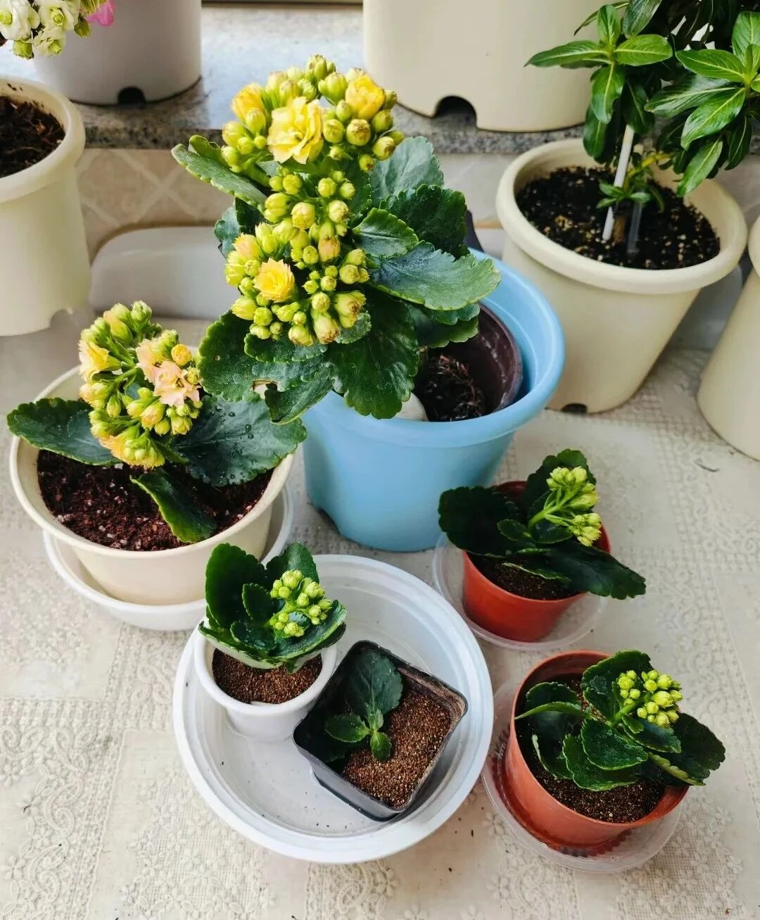 Căn nhà nhỏ của cụ bà 92 tuổi: Cuộc sống bình yên và tự tại - Ảnh 6. Căn nhà nhỏ của cụ bà 92 tuổi: Cuộc sống bình yên và tự tại - Ảnh 6.