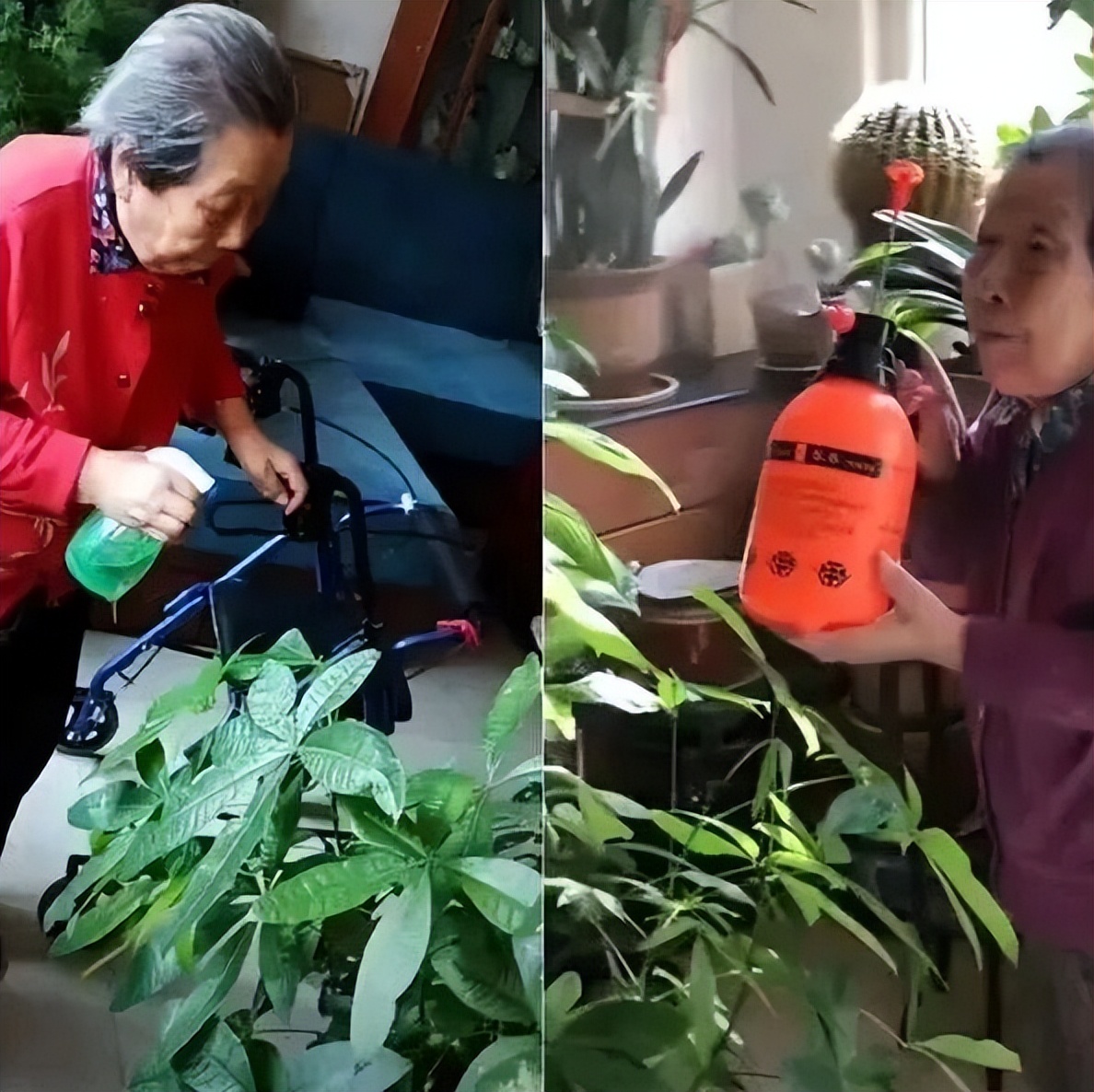 Cụ b&agrave; 94 tuổi sống tự tại với 300 . 000 Người h&acirc;m mộ v&agrave; những bức tranh đẹp - Ảnh 3.