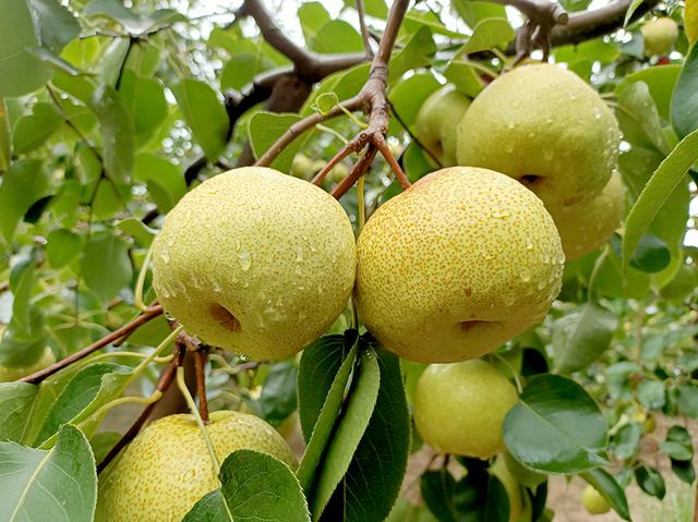 Mùa thu có một loại quả mọng nước được ví như “trợ thủ” cho hệ tiêu hóa, nhưng 3 nhóm người nên hạn chế - Ảnh 4.