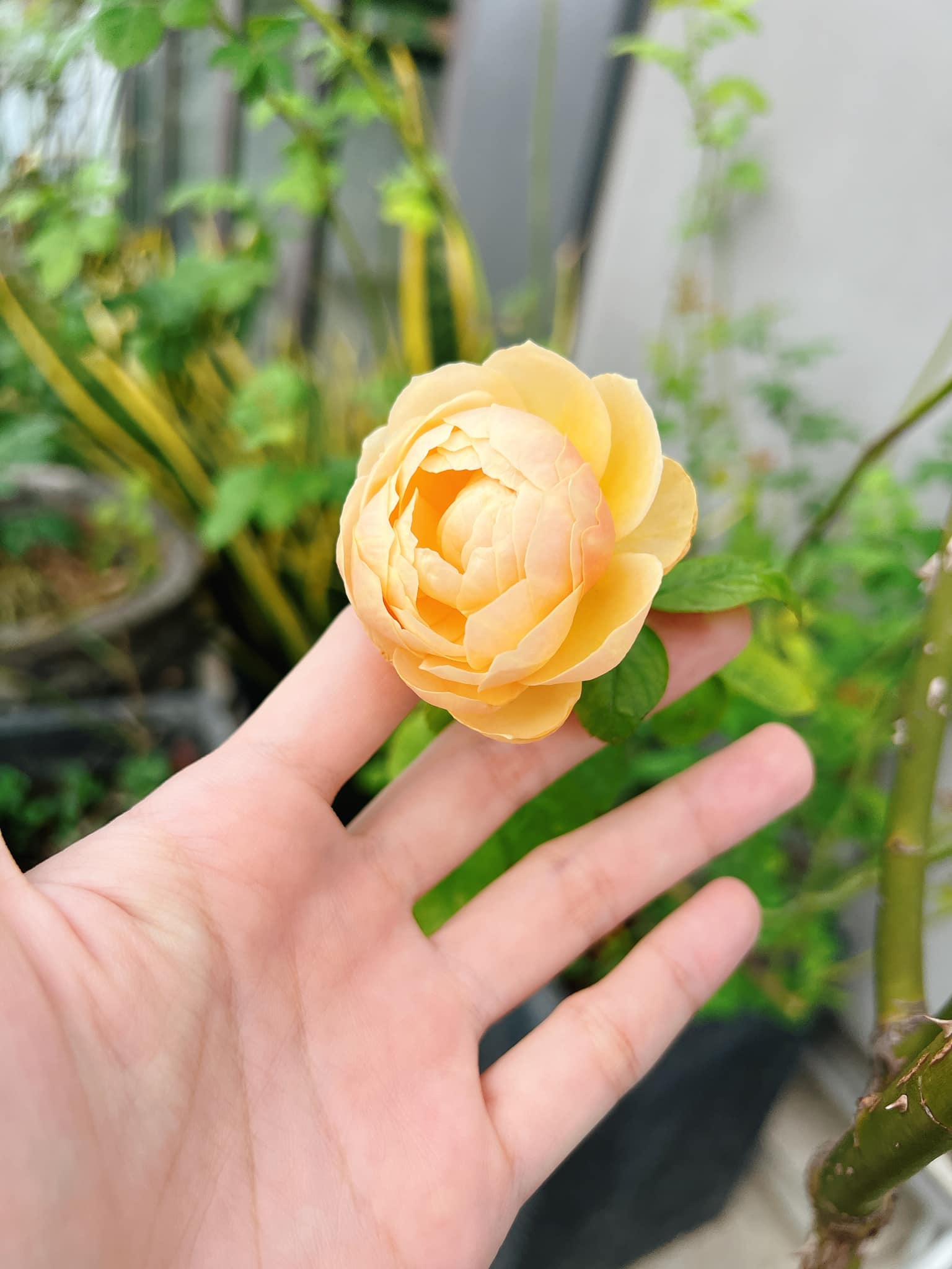 Diệp Bảo Ngọc v&agrave; cuộc sống mẹ đơn th&acirc;n trong ng&ocirc;i nh&agrave; phố 100 m&sup2; tuyệt đẹp - Ảnh 10.