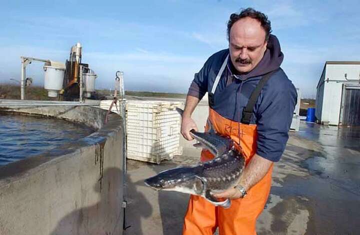 Trứng c&aacute; tầm đắt hơn v&agrave;ng nhưng c&oacute; thời được phục vụ miễn ph&iacute; - Ảnh 4.