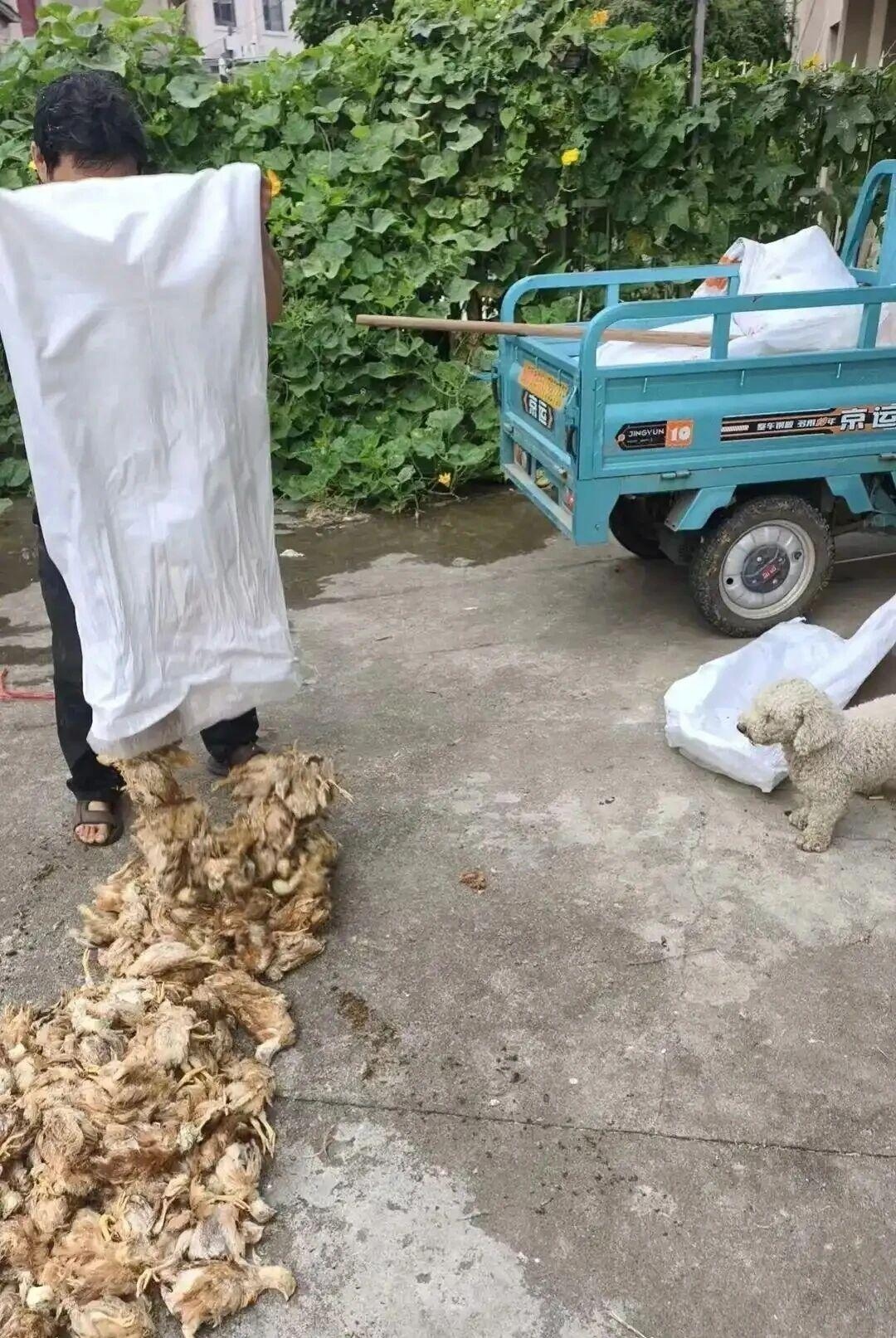 - Ảnh 3.