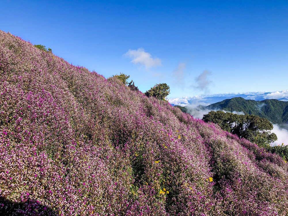 T&agrave; Ch&igrave; Nh&ugrave; m&ugrave;a hoa Chi P&acirc;u 2026: Trải nghiệm trekking tuyệt vời giữa rừng n&uacute;i - Ảnh 7.