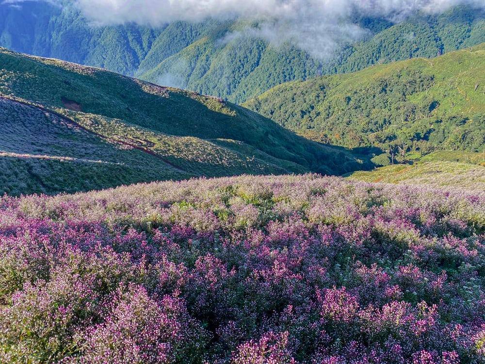 T&agrave; Ch&igrave; Nh&ugrave; m&ugrave;a hoa Chi P&acirc;u 2026: Trải nghiệm trekking tuyệt vời giữa rừng n&uacute;i - Ảnh 6.