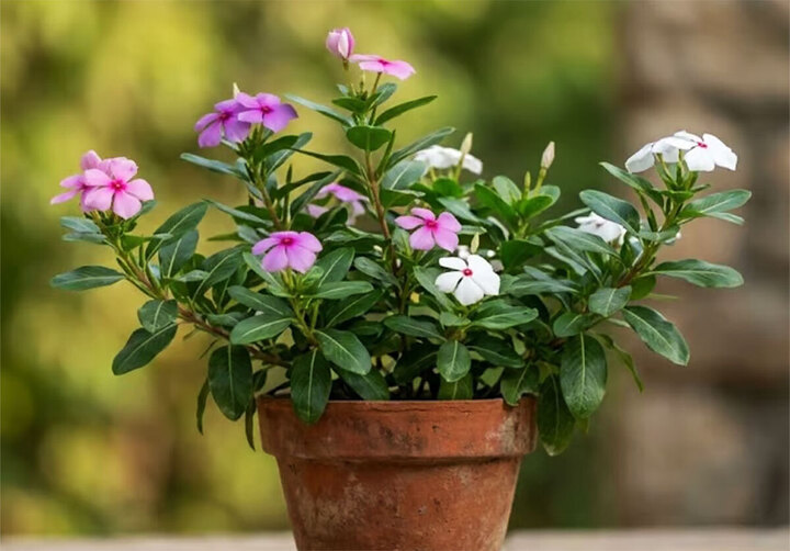 Ban c&ocirc;ng hướng T&acirc;y nắng như đổ lửa, trồng c&acirc;y g&igrave; để vừa sống khỏe vừa đẹp? - Ảnh 3.