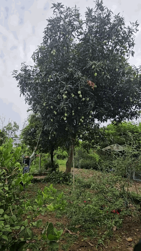 Nghệ sĩ T&uacute; Oanh nghỉ hưu sớm , tận hưởng cuộc sống b&ecirc;n khu vườn 4 . 000 M&sup2; ven s&ocirc;ng Hồng - Ảnh 3.