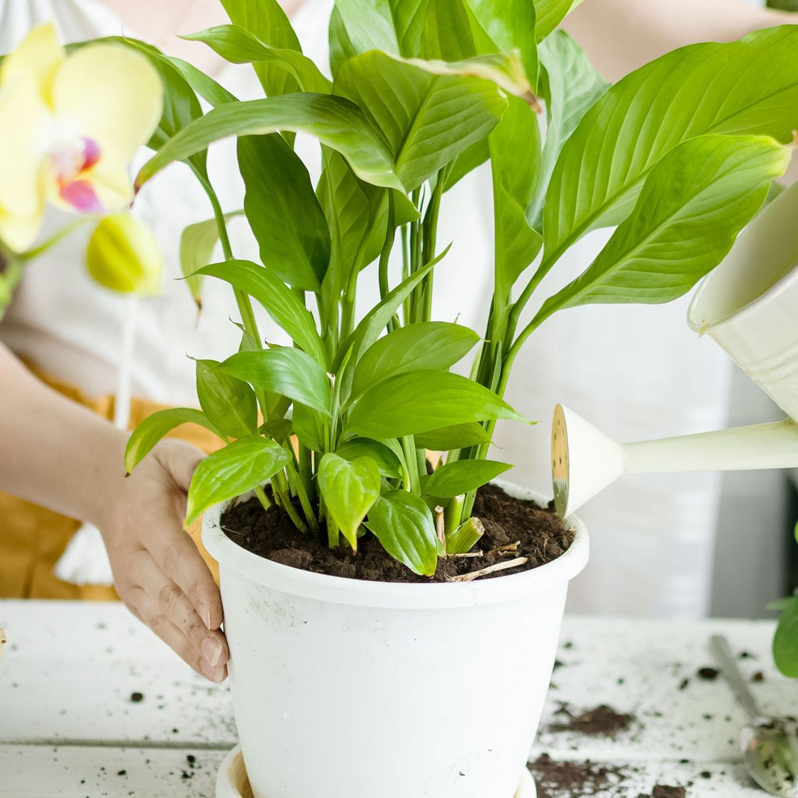 Muốn cây lan ý nở hoa liên tục? Mỗi tuần chỉ cần làm 1 việc trong 10 phút - Ảnh 1. Muốn cây lan ý nở hoa liên tục? Mỗi tuần chỉ cần làm 1 việc trong 10 phút - Ảnh 1.