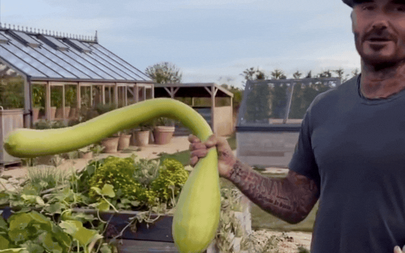 David Beckham h&agrave;o hứng khoe th&agrave;nh quả l&agrave;m vườn v&agrave; niềm vui gia đ&igrave;nh - Ảnh 2.