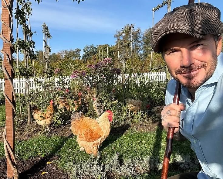 David Beckham h&agrave;o hứng khoe th&agrave;nh quả l&agrave;m vườn v&agrave; niềm vui gia đ&igrave;nh - Ảnh 6.