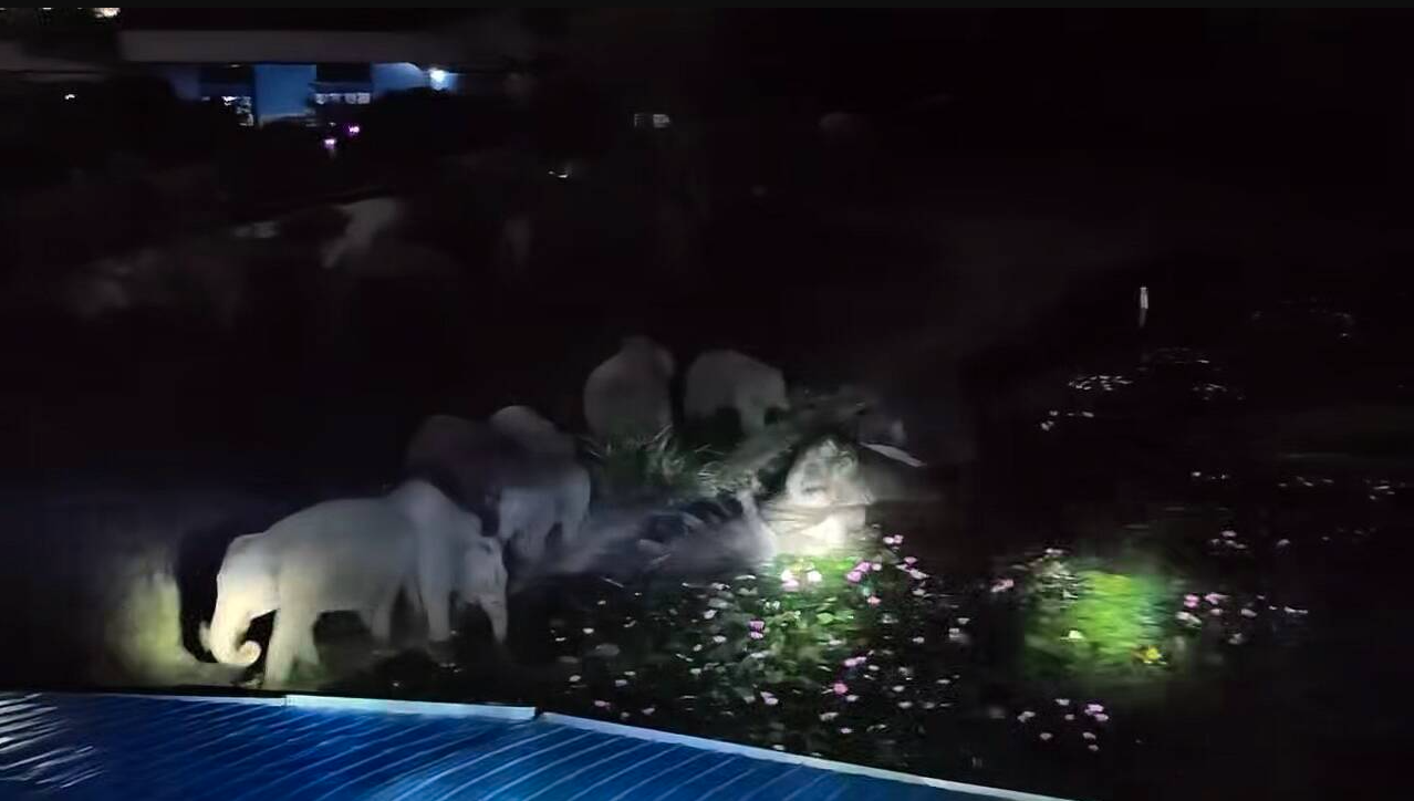 Đang ngủ ban đêm, người dân bất ngờ nhận cảnh báo không được ra khỏi nhà: 50 'con vật khổng lồ' kéo tới - Ảnh 4.