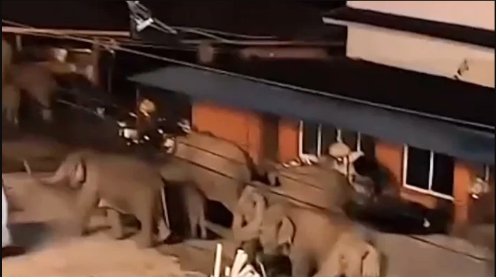 Đang ngủ ban đêm, người dân bất ngờ nhận cảnh báo không được ra khỏi nhà: 50 'con vật khổng lồ' kéo tới - Ảnh 2.