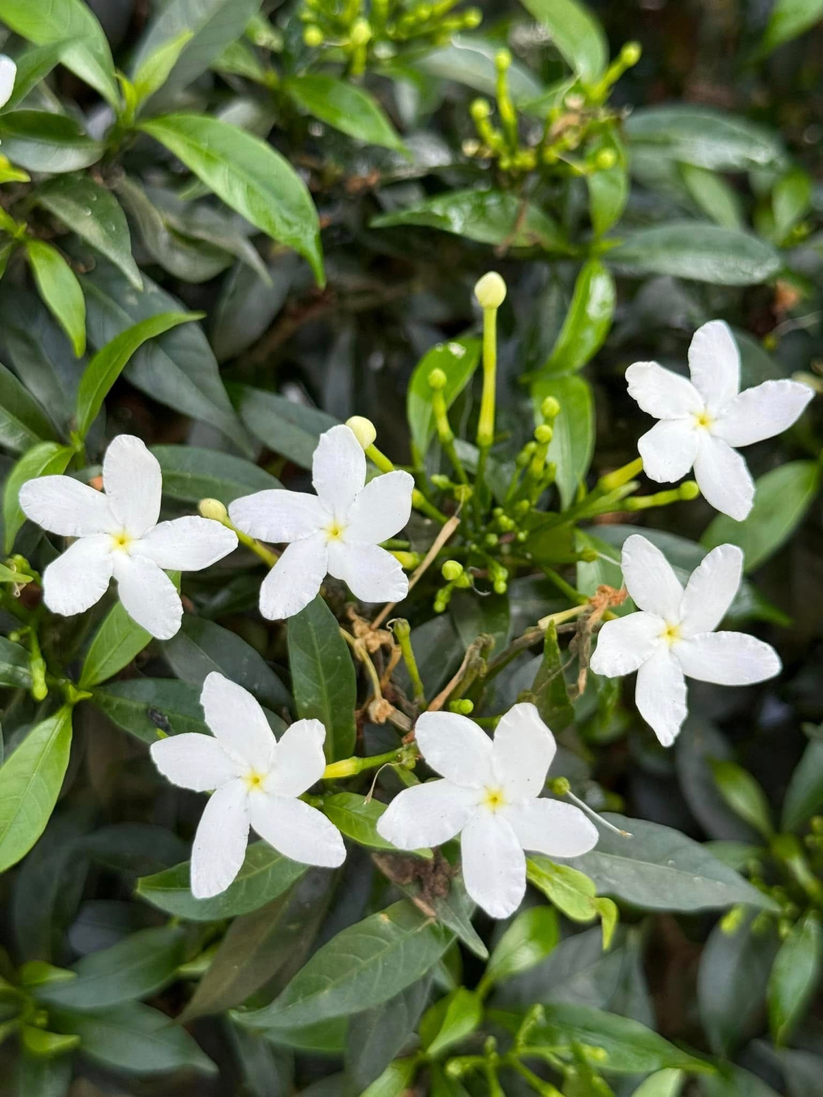 - Ảnh 3.