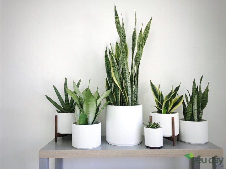 5 Lọai c&acirc;y văn ph&ograve;ng gi&uacute;p mắt đỡ mỏi khi l&agrave;m việc với m&aacute;y t&iacute;nh - Ảnh 1.